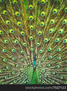 Amazing beauty of a peacock&rsquo;s feather tail, beautiful colorful bird, abstract natural background, beauty of a wild animals