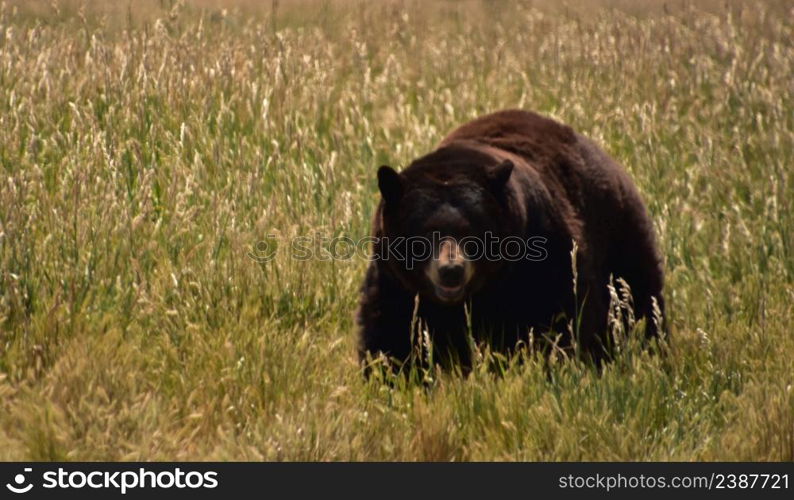 Amazing big black bear in a meadow with long grass.