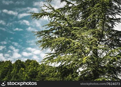 Amazing big cedar trees over beautiful cloudy sky background, endangered kind of evergreen trees, majestic nature of Lebanon, eco tourism