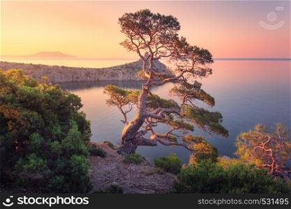 Amazing big tree on the mountain at sunrise. Colorful landscape with old tree with green leaves, blue sea, rocks and yellow sky in the morning. Summer forest. Travel in Crimea. Nature background