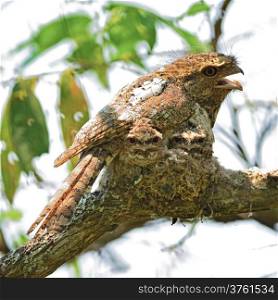 Amazing bird, Hodgson Frogmouth bird, with its two juvenile chicks in the nest , taken in Thailand