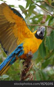 Amazing blue and gold macaw with his wings extended.