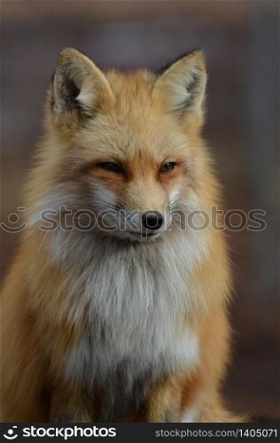 Amazing candid capture of a beautiful red fox.