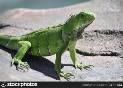 Amazing close up look at a brilliant green iguana on a rock.