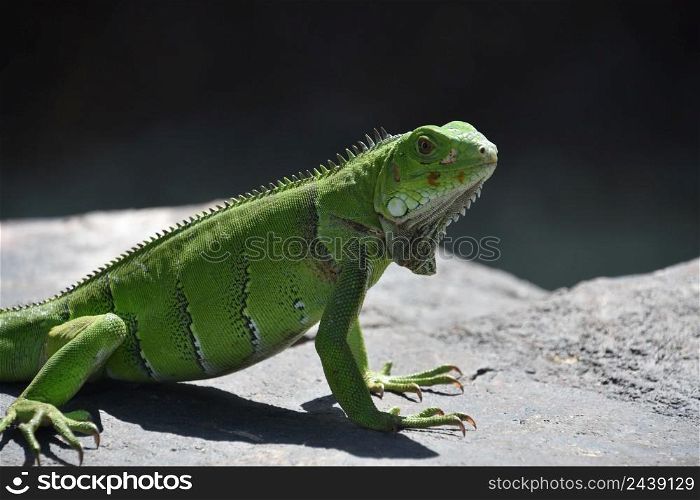 Amazing close up of a bright green iguana lizard in Aruba.