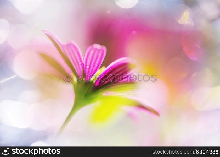 Amazing colorful flower