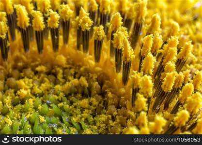 Amazing detailed macro of flower stamens. Extreme macro
