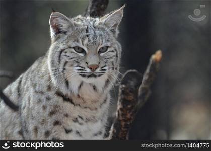 Amazing face of a lynx bobcat with a gorgeous face.