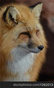 Amazing face of a wild red fox.
