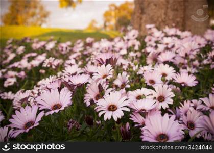 Amazing field of pink daisies at sunset
