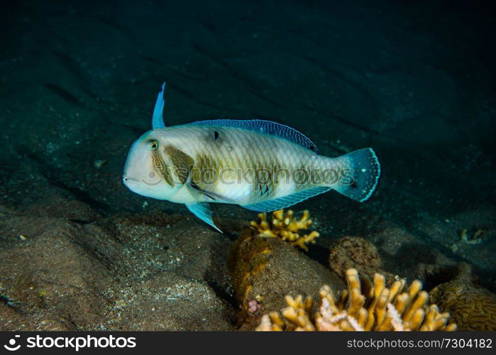 Amazing Fish swim in the Red Sea, colorful fish, Eilat Israel