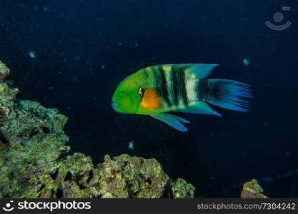 Amazing Fish swim in the Red Sea, colorful fish, Eilat Israel