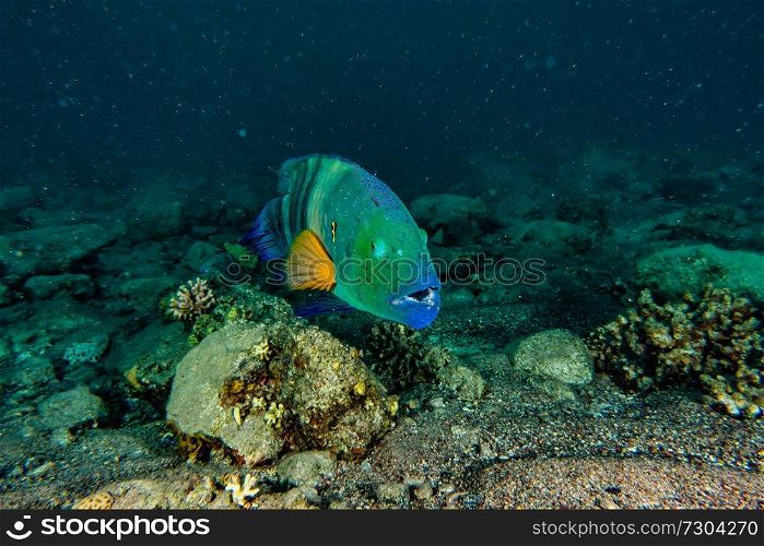 Amazing Fish swim in the Red Sea, colorful fish, Eilat Israel