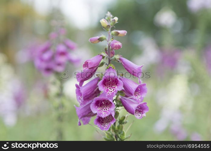 Amazing flower background, group of orchid pot show at flowers festival at Dalat, Vietnam in spring, colorful bloom, beautiful blossom on branch of tree, pink and purple petal from nice nature