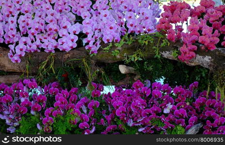 Amazing flower background, group of orchid pot show at flowers festival at Dalat, Vietnam in spring, colorful bloom, beautiful blossom on branch of tree, pink and purple petal from nice nature