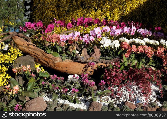 Amazing flower background, group of orchid pot show at flowers festival at Dalat, Vietnam in spring, colorful bloom, beautiful blossom on branch of tree, pink and purple petal from nice nature