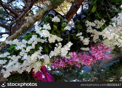 Amazing flower background, group of orchid pot show at flowers festival at Dalat, Vietnam in spring, colorful bloom, beautiful blossom on branch of tree, pink and purple petal from nice nature