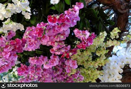 Amazing flower background, group of orchid pot show at flowers festival at Dalat, Vietnam in spring, colorful bloom, beautiful blossom on branch of tree, pink and purple petal from nice nature
