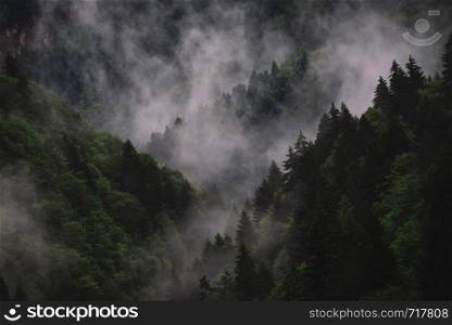 Amazing foggy landscape, Mountain forest and fog around, beautiful scenery in Racha, Georgia