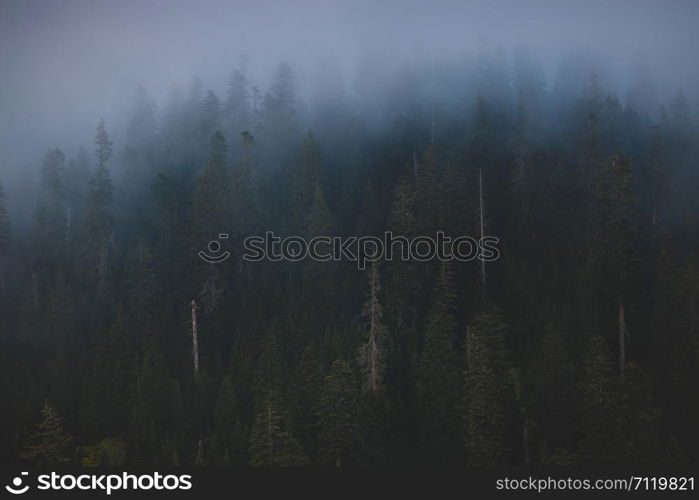 Amazing foggy landscape with trees and fog, beautiful sunlight. Bakhmaro, Guria, Georgia.