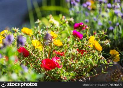 Amazing fresh flowers in summer garden