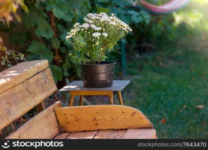 Amazing fresh flowers in summer garden