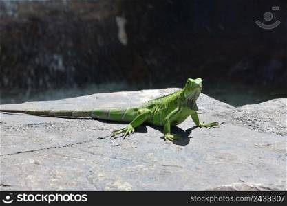 Amazing green iguana lizard resting in the sunshine of Aruba.
