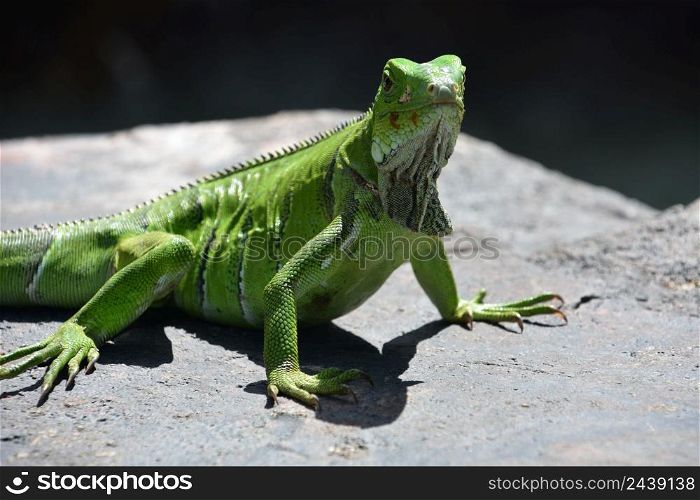Amazing green iguanas direct look into his face while poised on a rock.
