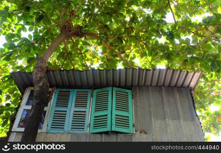 Amazing house under large tree canopy, home with wooden window overshadow by big Terminalia catappa tree, green leaf make shade and fresh air, Ho Chi Minh city, Vietnam