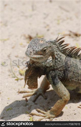 Amazing iguana sitting on a white sand beach in Aruba.