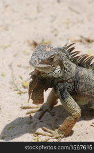 Amazing iguana sitting on a white sand beach in Aruba.