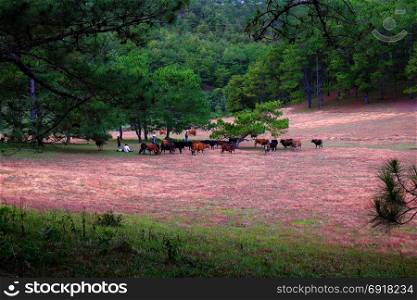 Amazing landscape at Dalat Vietnam at evening, people grazing cows on meadow among pine forest, pink grass hill contrast with green tree make wonderful scene for Da Lat tourism