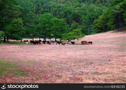 Amazing landscape at Dalat Vietnam at evening, people grazing cows on meadow among pine forest, pink grass hill contrast with green tree make wonderful scene for Da Lat tourism