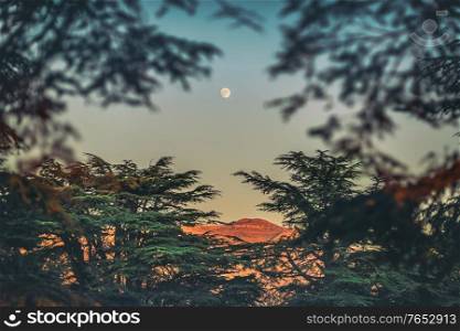 Amazing Landscape of a Beautiful Cedars Forest on the Lebanese Mountains. Camping. Moon rise. Lebanon
