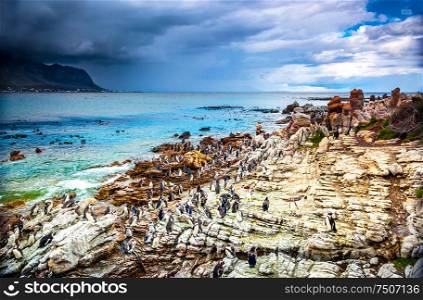 Amazing landscape of Betty&rsquo;s Bay, many penguins on the stony coast near Atlantic Ocean, beautiful wild nature of South Africa