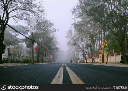 Amazing landscape of Da Lat city, Viet nam in early morning, row of white flower tree in fog, foggy street with crosswalk in cold weather of spring, beautiful view for travel, Viet Nam