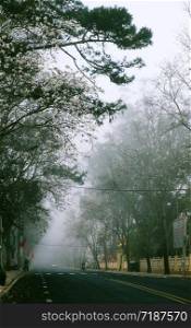 Amazing landscape of Da Lat city, Viet nam in early morning, row of white flower tree in fog, foggy street with crosswalk in cold weather of spring, beautiful view for travel, Viet Nam