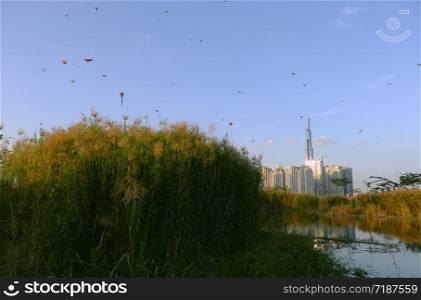 Amazing landscape of Ho Chi Minh city, Vietnam at evening with many kites flying on sunset sky, highrise building reflect on water of river, reeds flowers at foreground make wonderful scene
