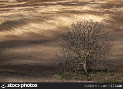 amazing landscape of tree and clean plowed field at the background