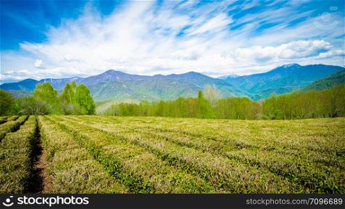 Amazing landscape view of tea plantation
