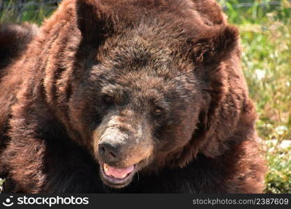 Amazing look into the face of a black bear with his mouth open.