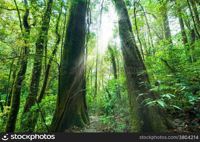 Amazing morning at deep rainforest with tropical plants and sunbeams. Nature landscape and travel background
