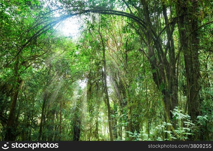 Amazing morning at deep rainforest with tropical plants and sunbeams. Nature landscape and travel background. Thailand