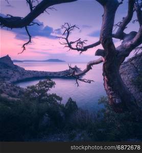 Amazing old tree in crimean mountains at sunrise. Colorful landscape with tree, rock, sea and purple sky in the morning. Summer forest in mountains at dusk. Travel. Nature background. Beautiful coast. Amazing old tree in crimean mountains at sunrise
