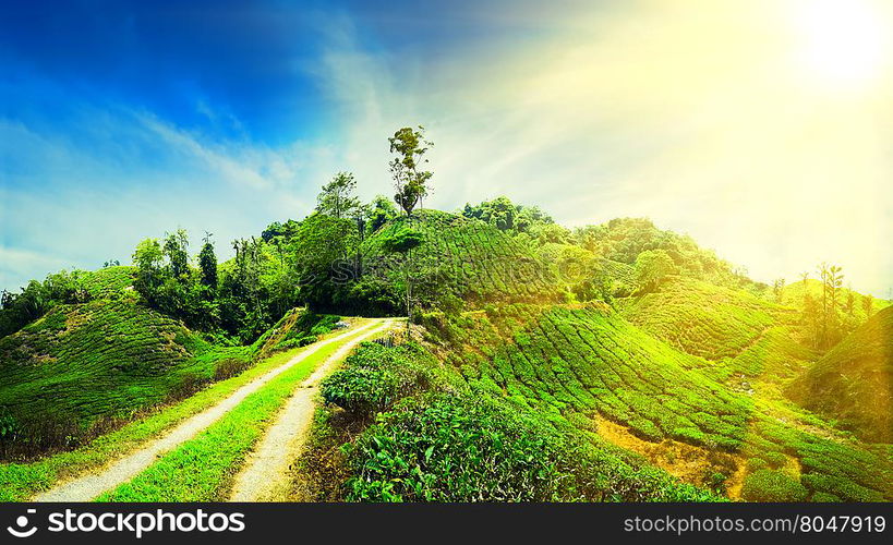 Amazing panorama view of tea plantation with rural road under blue sunny sky. Nature landscape of Cameron highlands, Malaysia