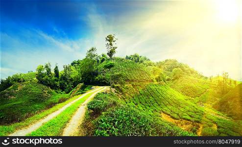 Amazing panorama view of tea plantation with rural road under blue sunny sky. Nature landscape of Cameron highlands, Malaysia