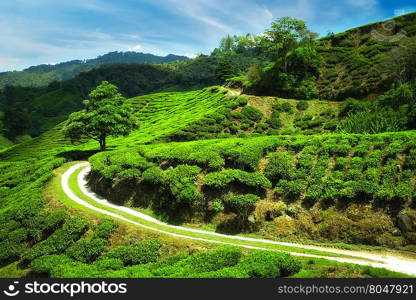 Amazing panorama view of tea plantation with rural road under blue sunny sky. Nature landscape of Cameron highlands, Malaysia