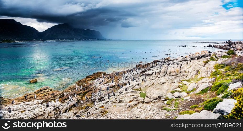 Amazing panoramic landscape of Betty&rsquo;s Bay, many penguins on the stony coast near Atlantic Ocean, wildlife safari, beautiful wild nature of South Africa