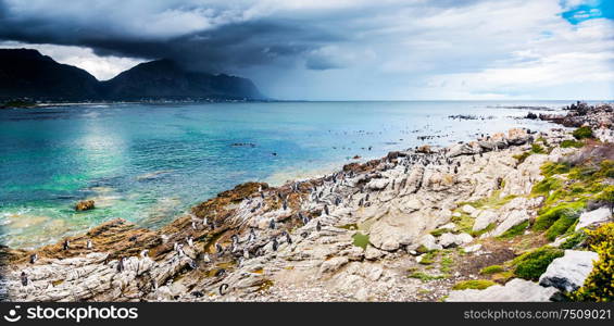 Amazing panoramic landscape of Betty&rsquo;s Bay, many penguins on the stony coast near Atlantic Ocean, wildlife safari, beautiful wild nature of South Africa