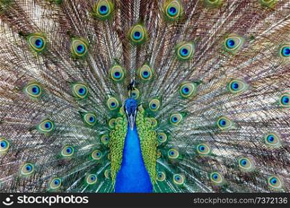 Amazing peacock during his exhibition for mating